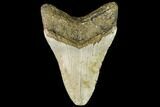 Fossil Megalodon Tooth - North Carolina #108974-2